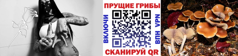 Псилоцибиновые грибы Magic Shrooms  Купить где  Красноармейск 